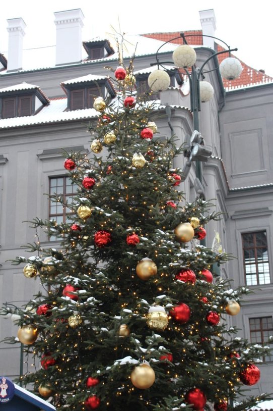 Large christmas tree at a Prague christmas market
