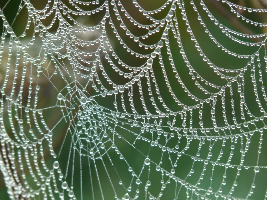 Dew covered spiders web. Christmas traditions around the world.